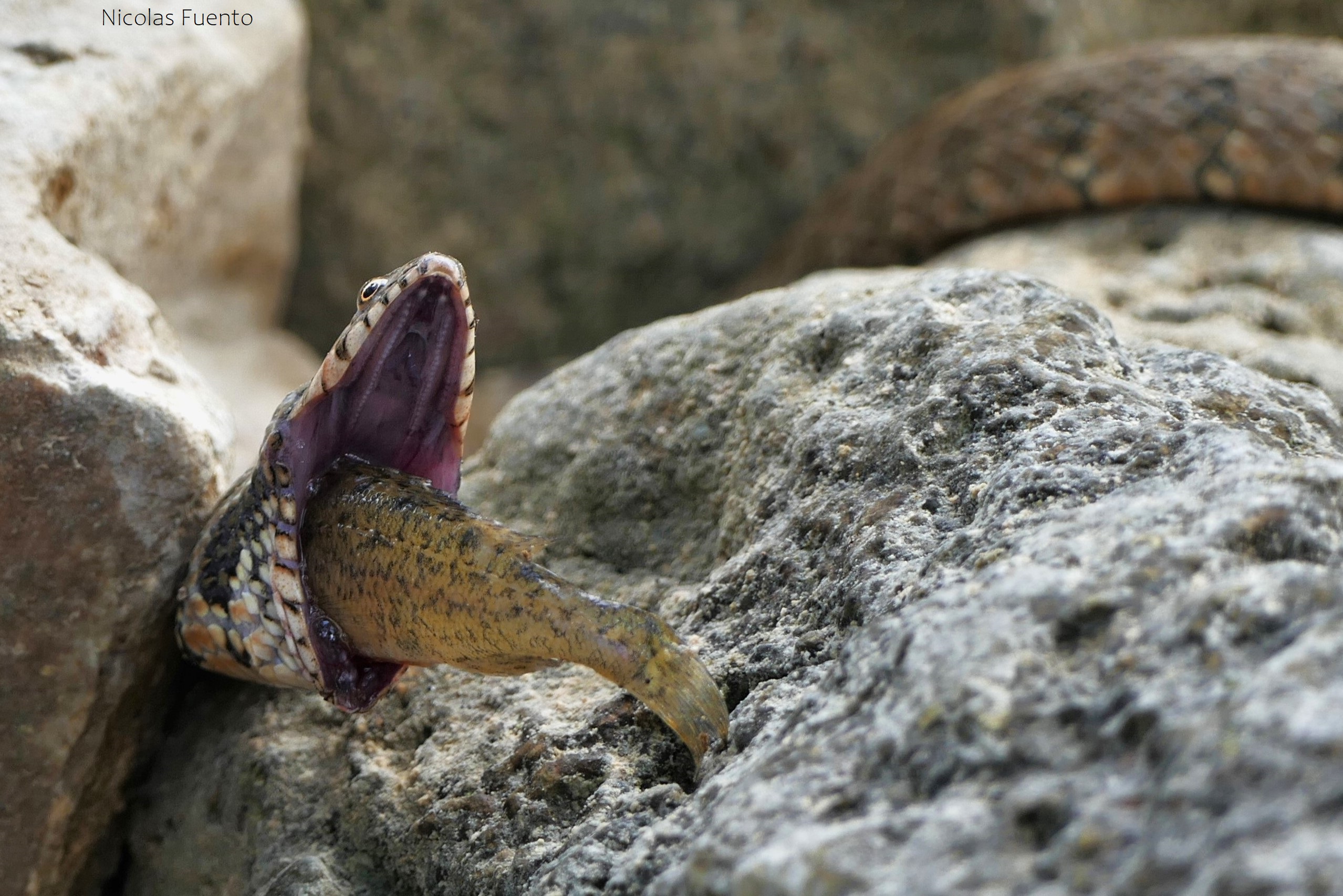 Snake with its mouth open wide with the tail end of a fish sticking out. Grey rocks and the rest of the snake in the background.