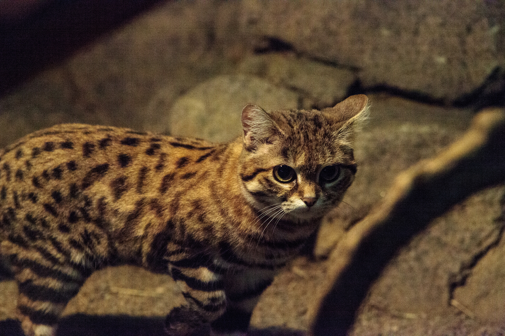 Black-footed cat Felis nigripes is the smallest cat found in Africa