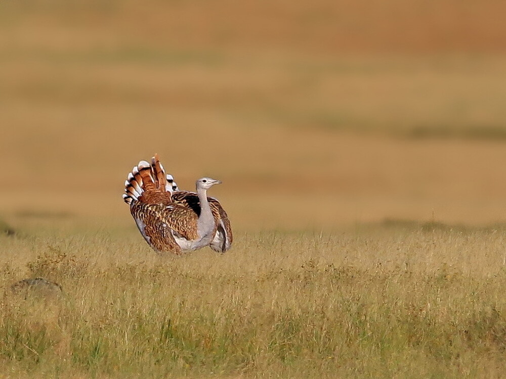 A colorful bird standing in grassland.