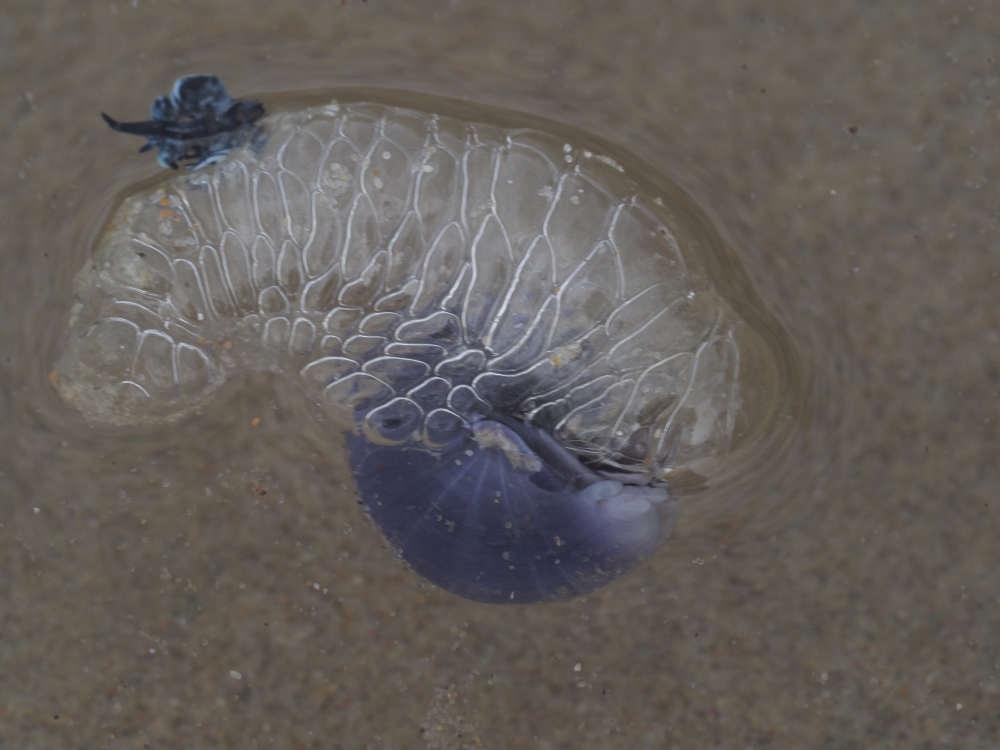 A rafting violet snail getting photobombed by a blue dragon.