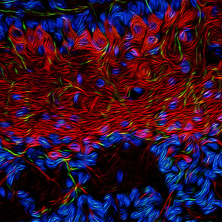 confocal microscope image of mouse olfactory bulb neurons