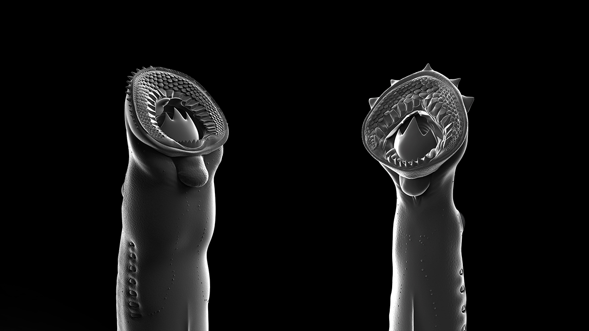 These Jurassic lampreys have the most powerful ‘biting structures’ among known fossil lampreys These Jurassic lampreys have the most powerful ‘biting structures’ among known fossil lampreys