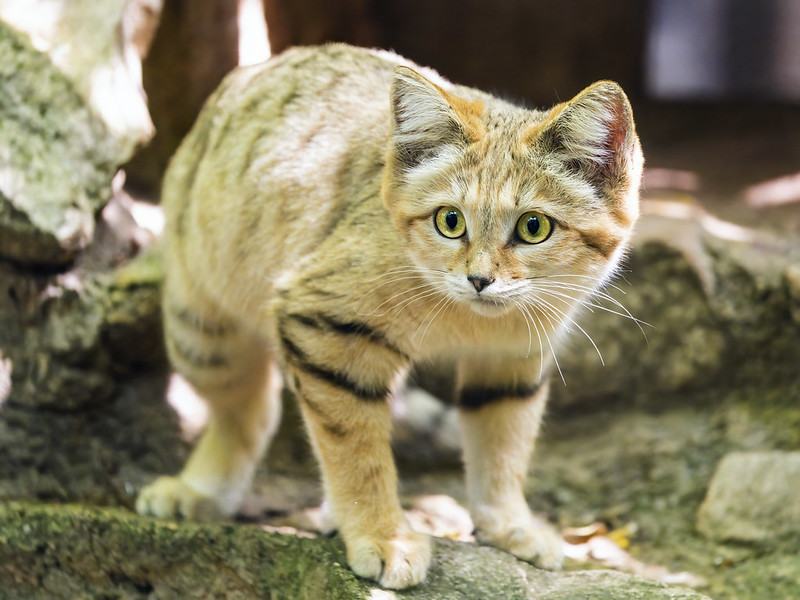 small sandy colored feline with dark horizontal stripes on the legs looking towards us with yellow eyes