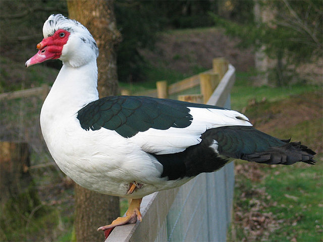 Muscovy duck stood on a fence