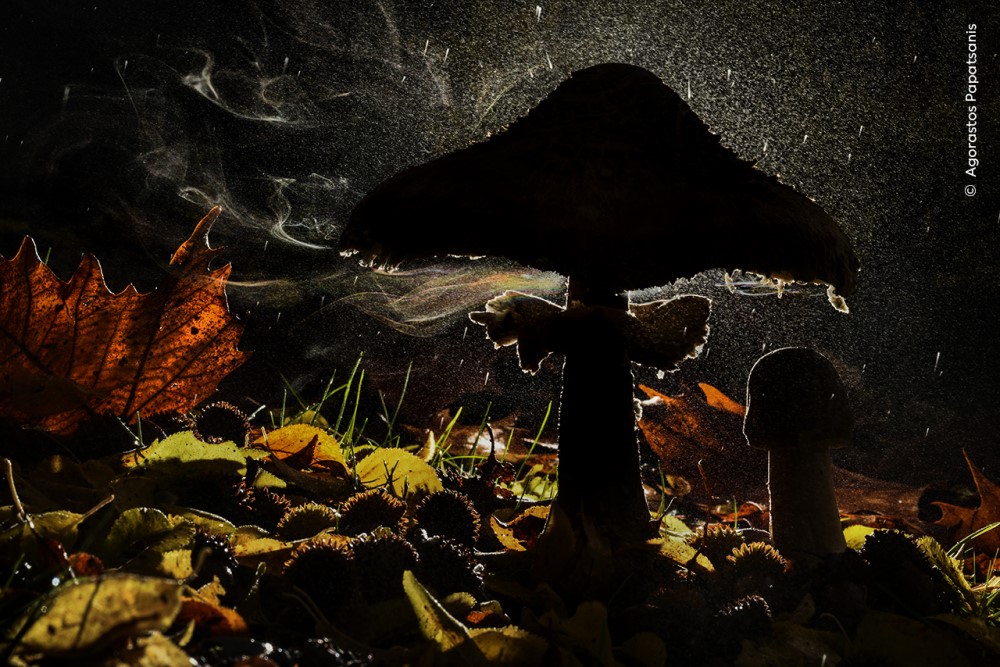 a mushroom dispersing billions of spores in the forest