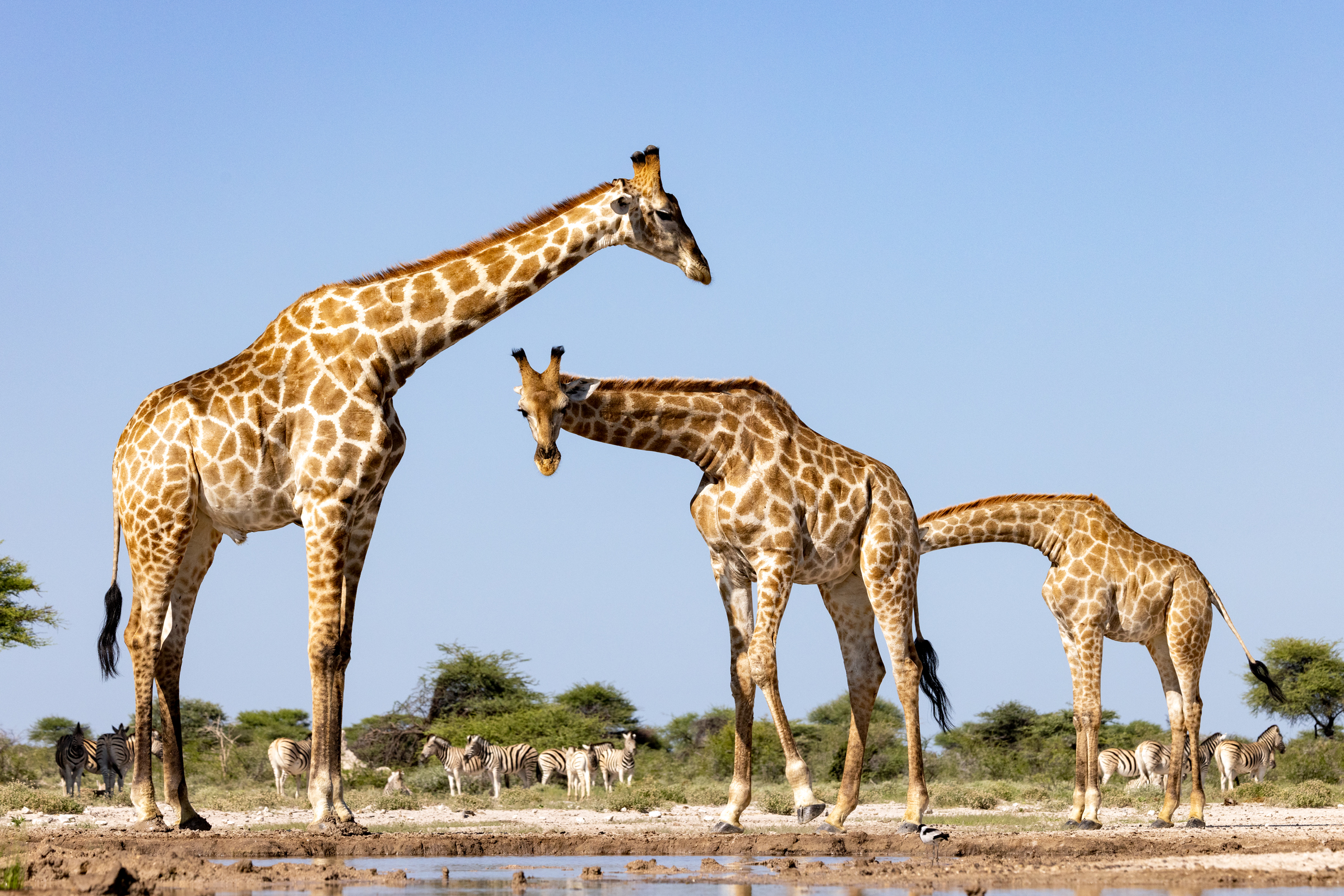 Three giraffes by a watering hole. Zebras in the background. One giraffes head is obscured by the bottom of the other giraffe.