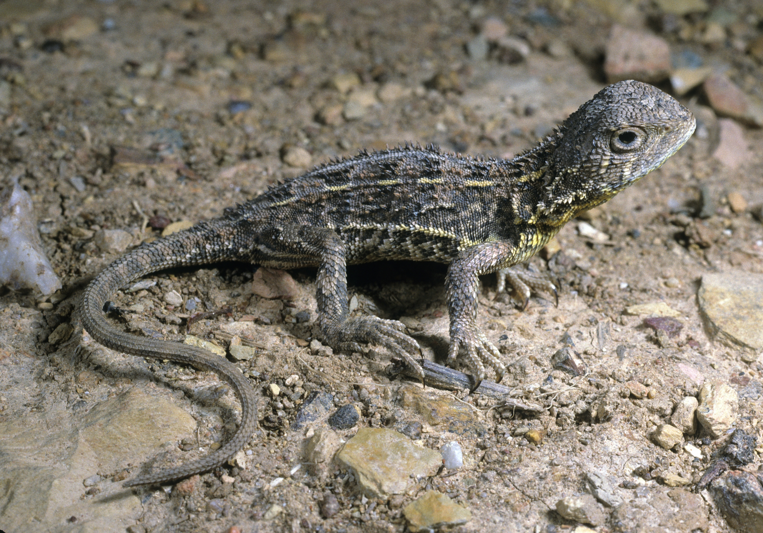 The Canberra grassland earless dragon is so similar to the Victorian one that for 50 years they were thought to be the same species, leading to false confidence about their population status