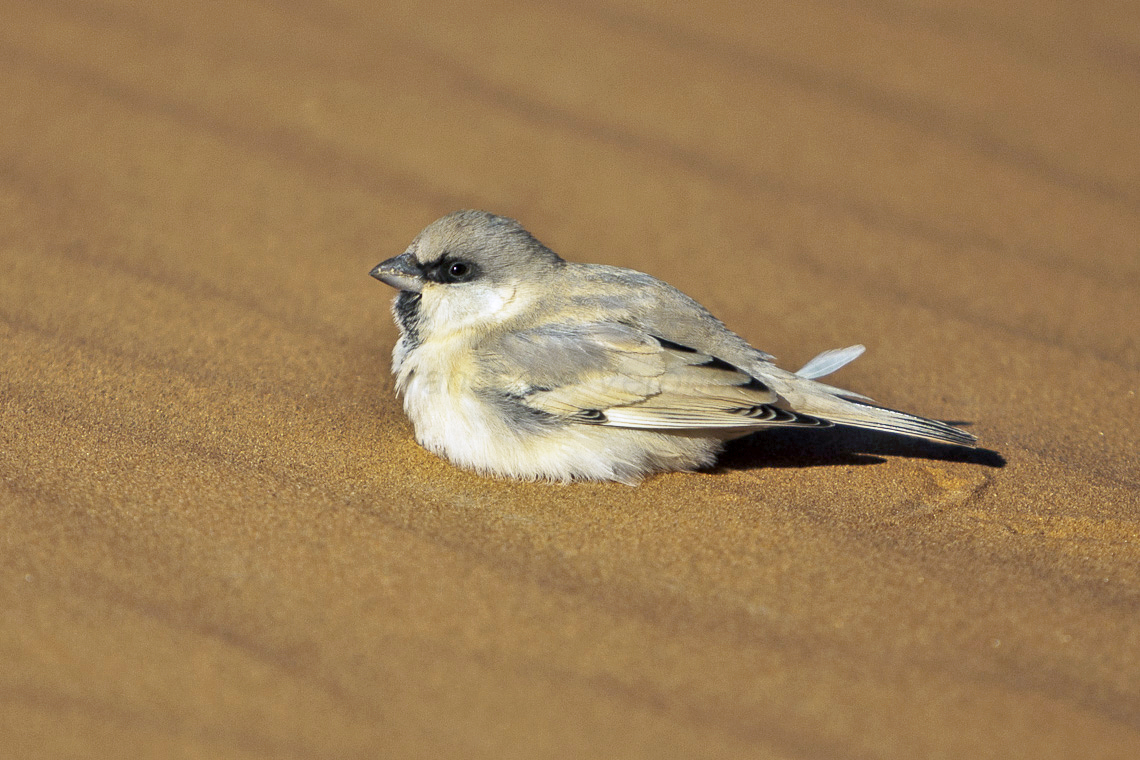 small grey and white bird sitting on desert sand