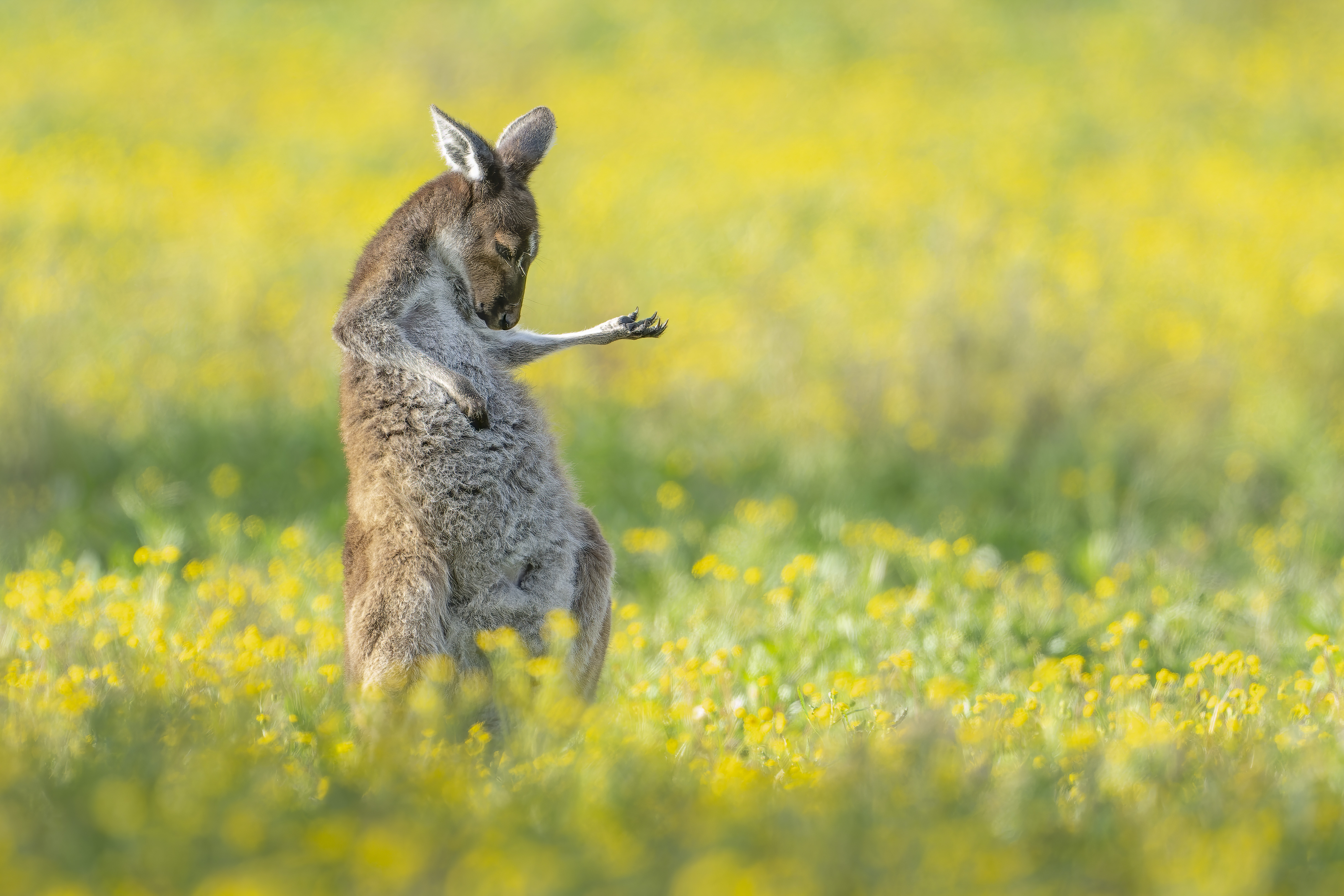 A single kangeroo appears to play an air guitar in a field of yellow flowers.