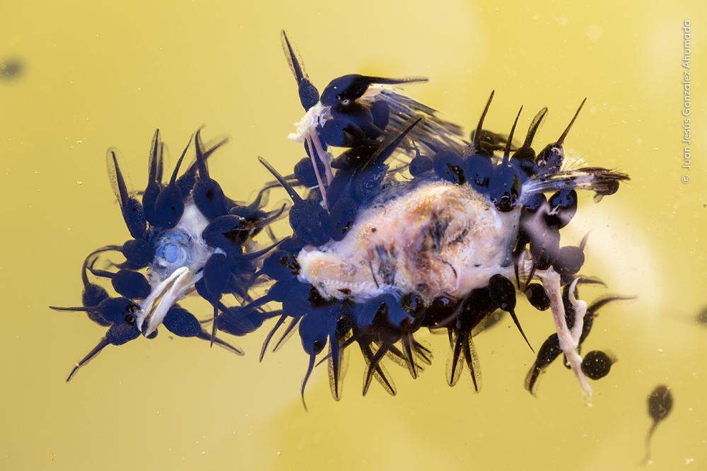 tadpoles eating a drowned fledgling bird