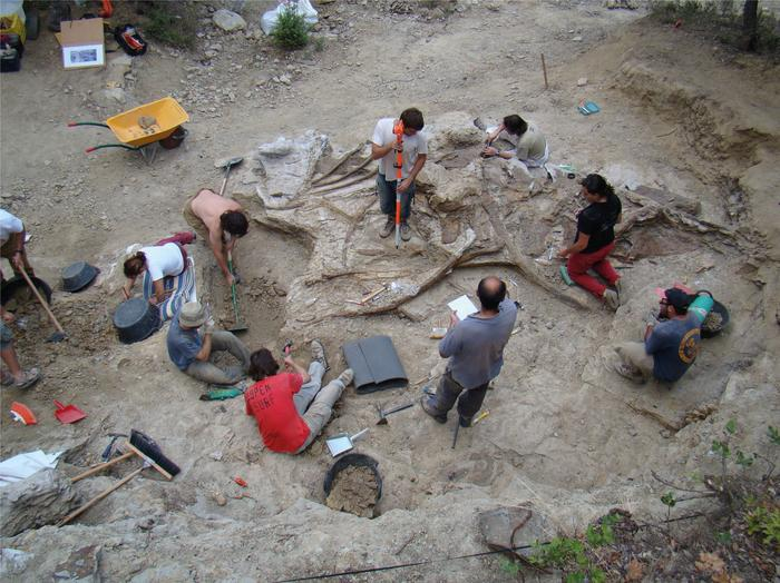 Paleontologists Sant Antoni de la Vespa dwarfed by the bones they are extracting