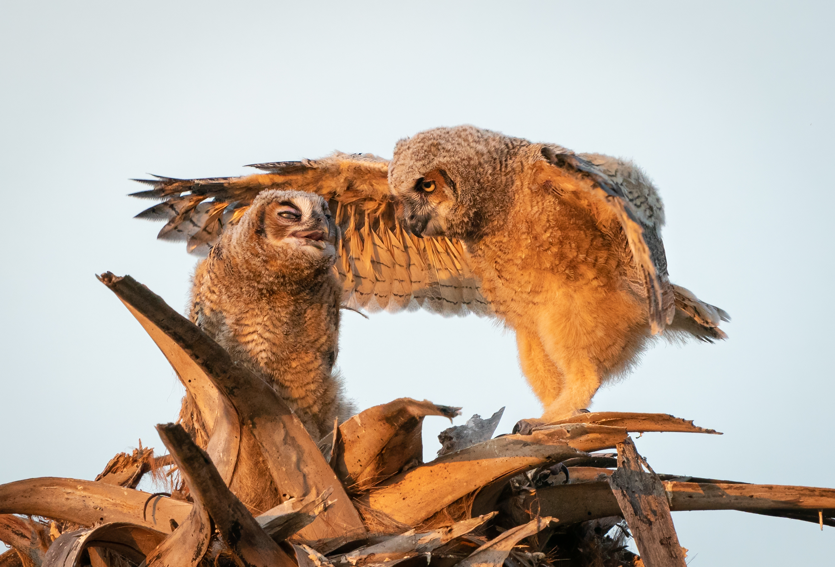 A owlet looks displeased at being instructed by it's sibling. The sibling has both wings open as if to say go to your room.