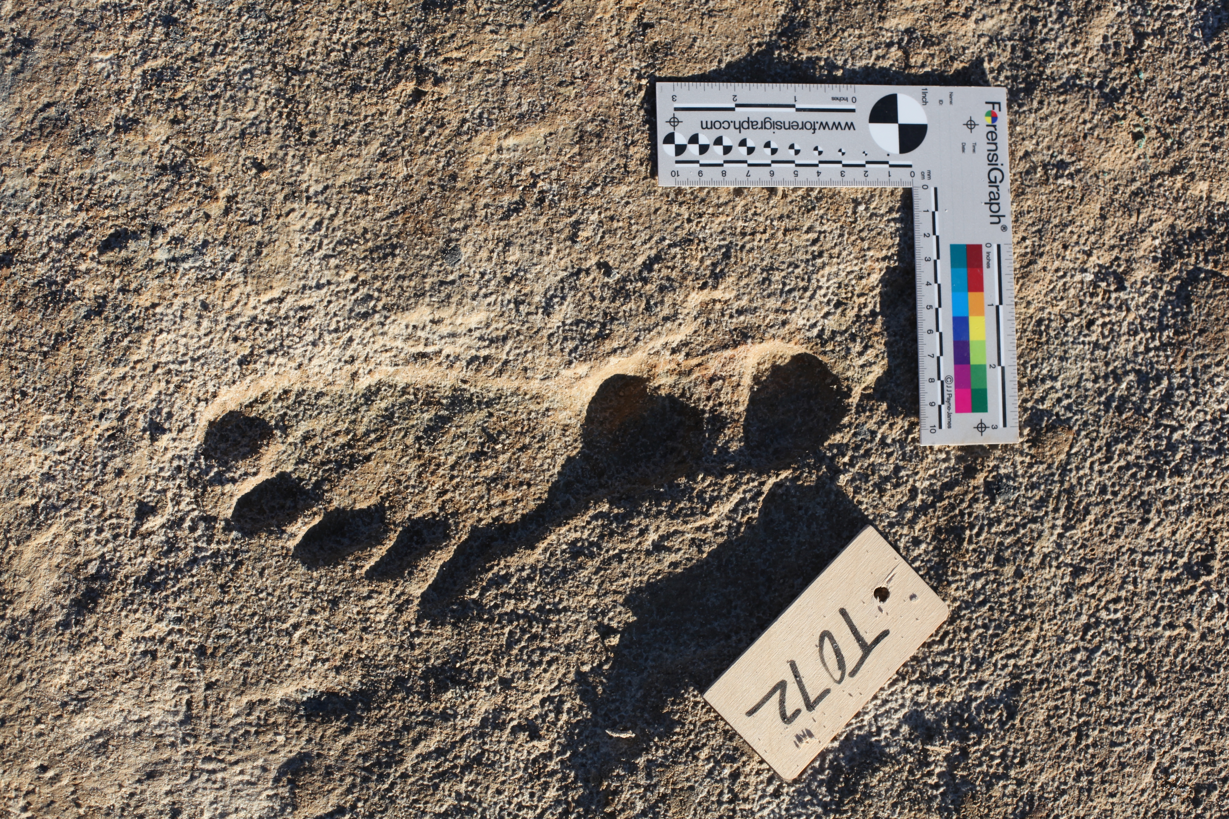 A single human footprint at site