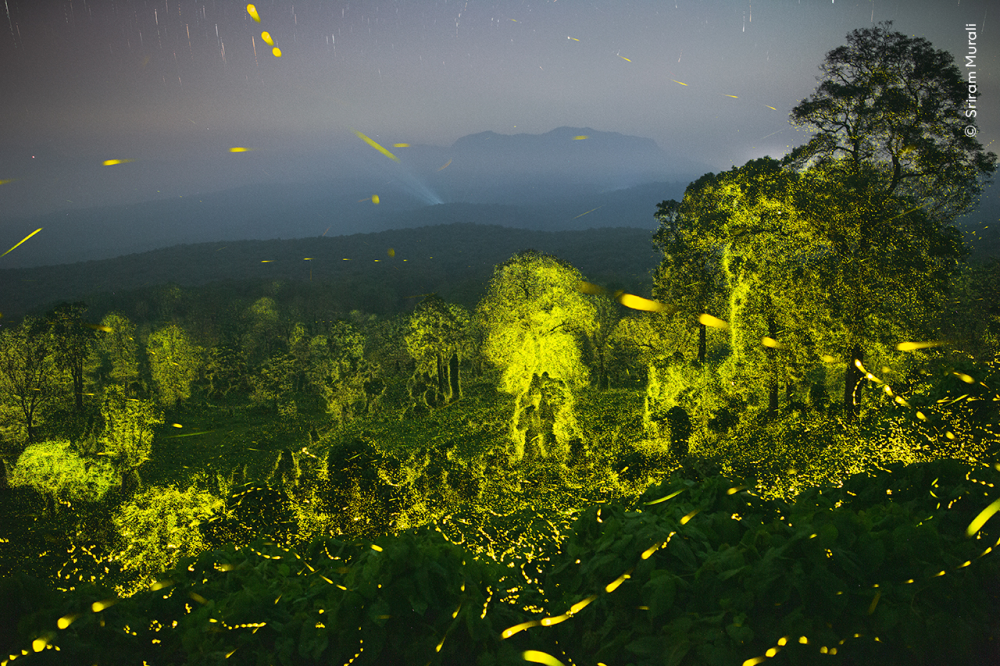 fireflies in india lighting up the forest