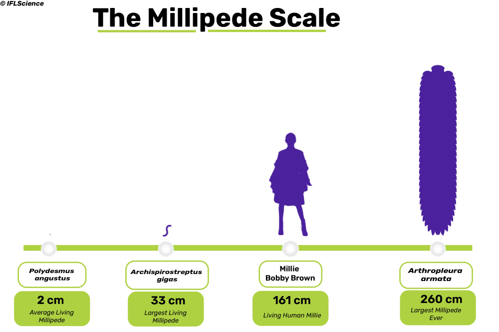 a scale of millipedes a scale of millipedes