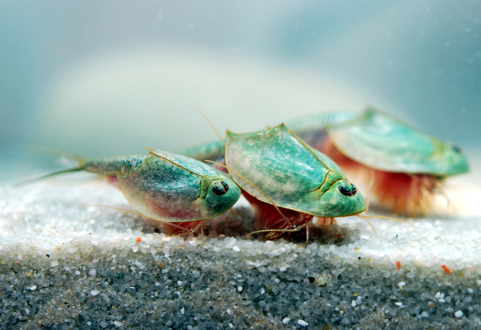 three Triops longicaudatus shrimp in an aquarium; they're mostly green with red-toned legs