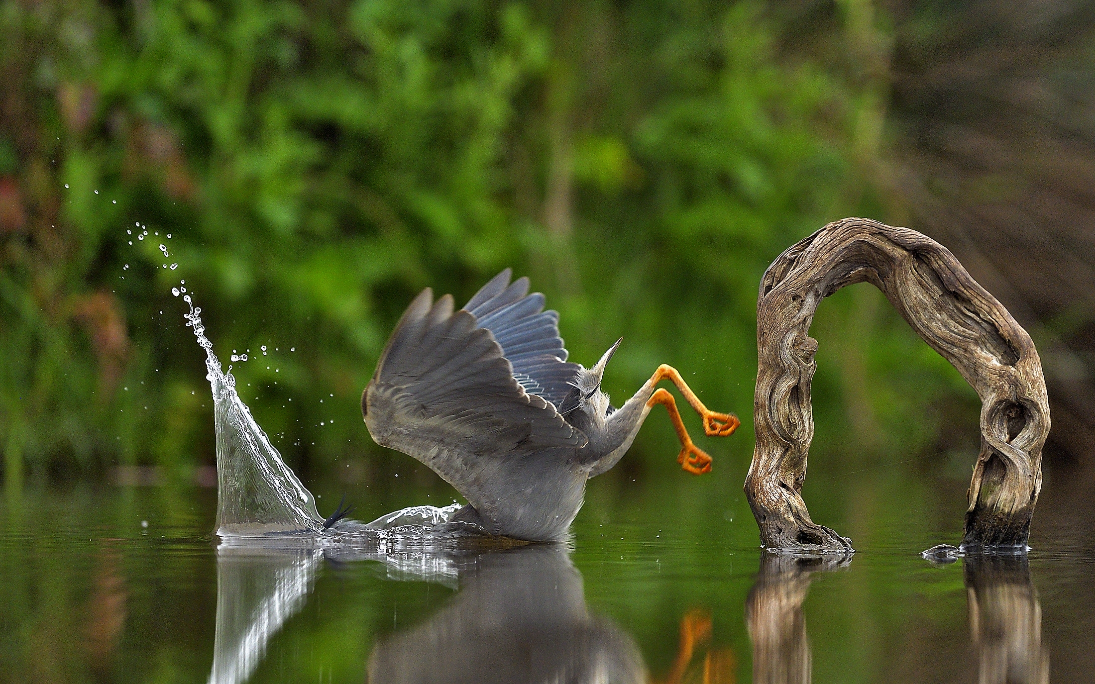 A heron falls face first into the water