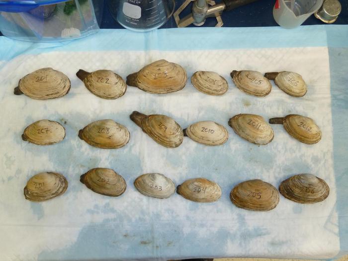 labeled clams laid out for research in Metzger's lab