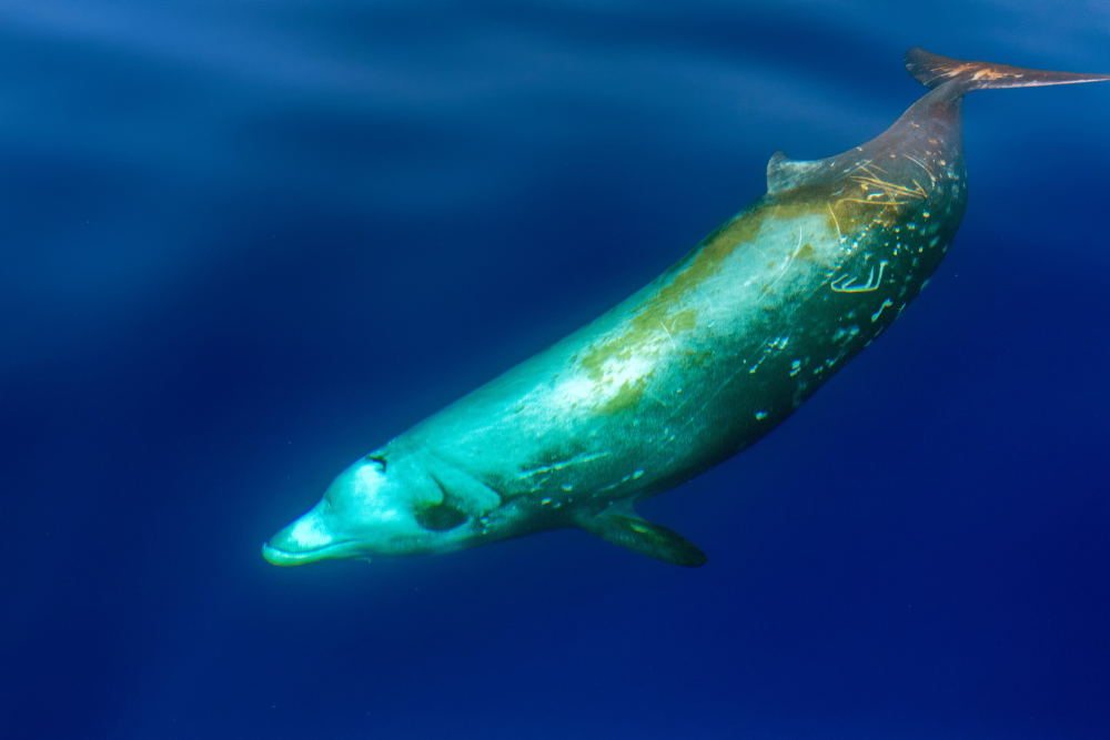 cuvier beaked whale just below water's surface