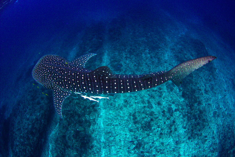 a whale shark swimming underwater