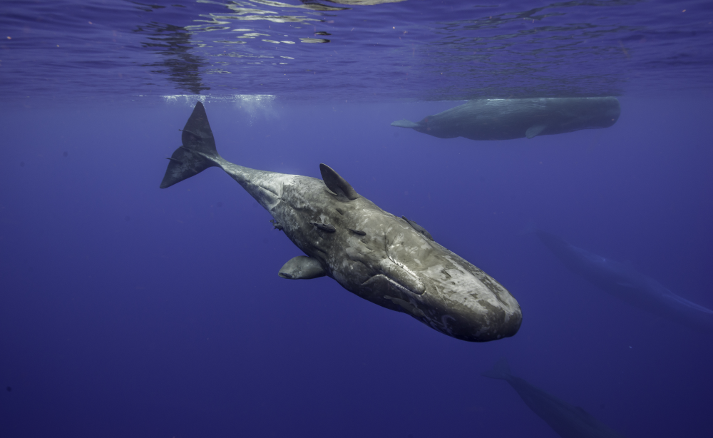 a sperm whale diving into the ocean