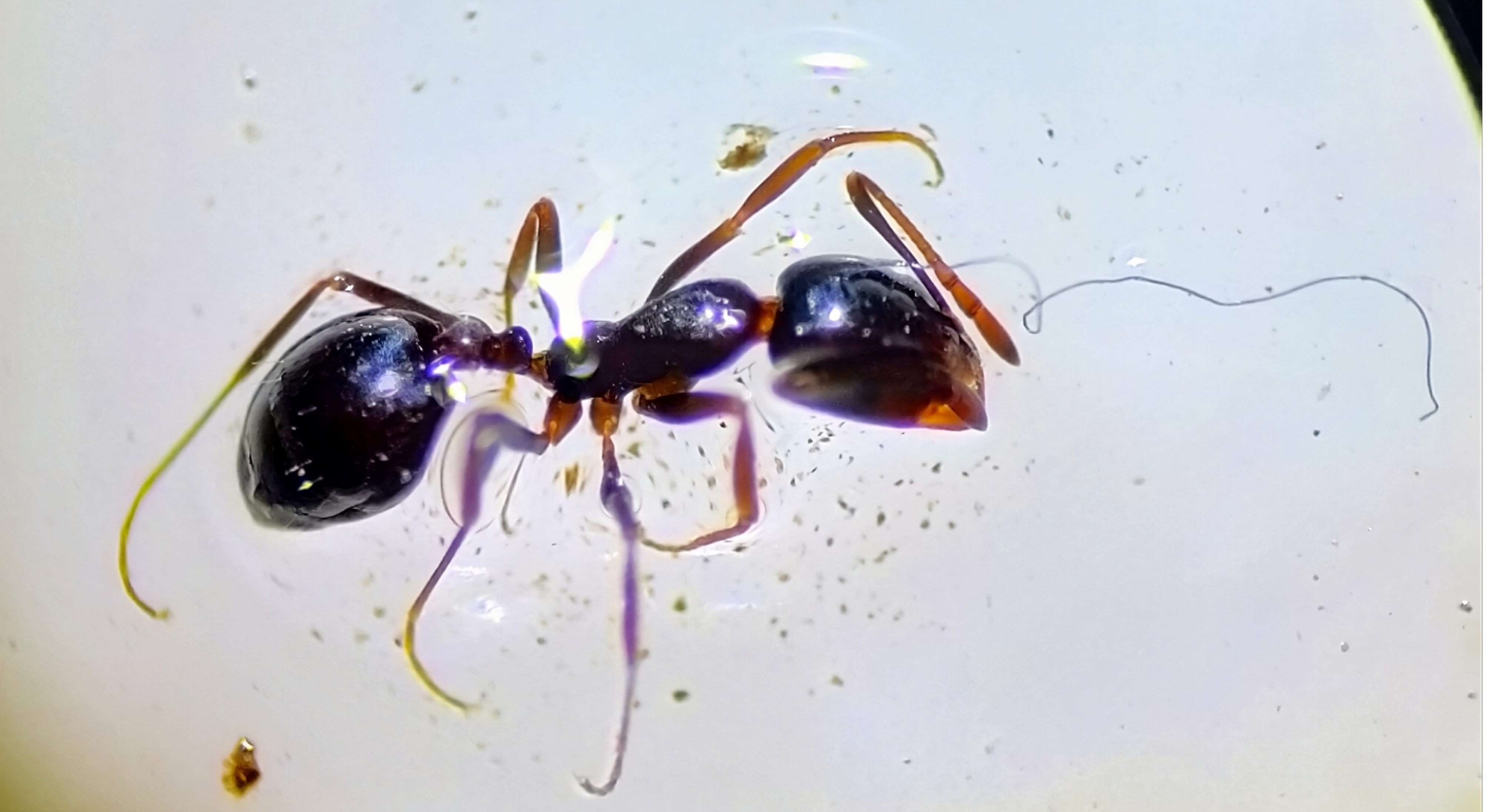 Microscope image of an ant struggling with plastic fibres.
