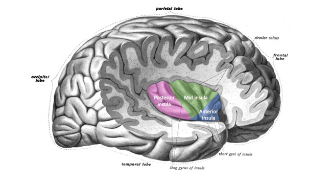 diagram of the brain, side view, showing the insula divided into the posterior, mid and anterior segments