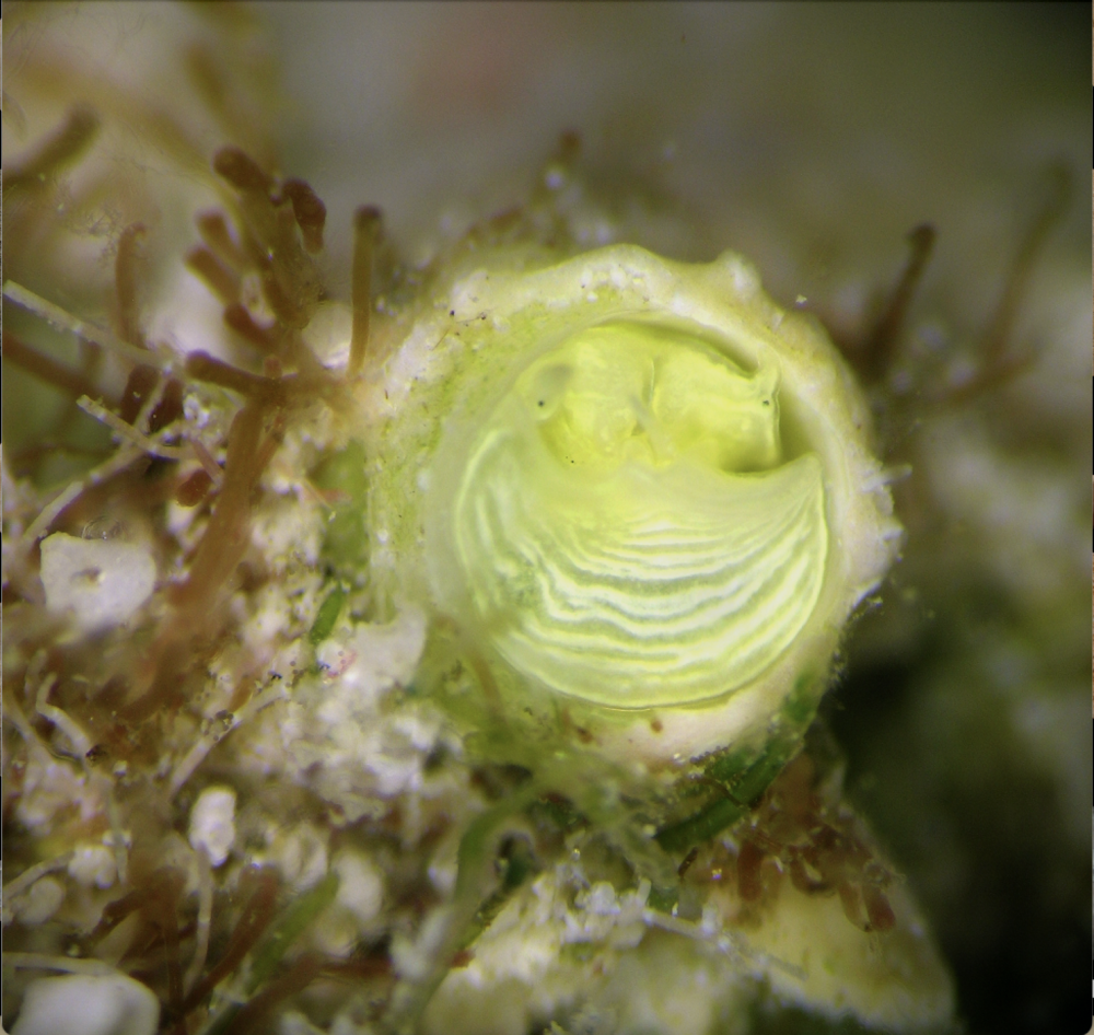 a lime green-yellow sea snail in belize