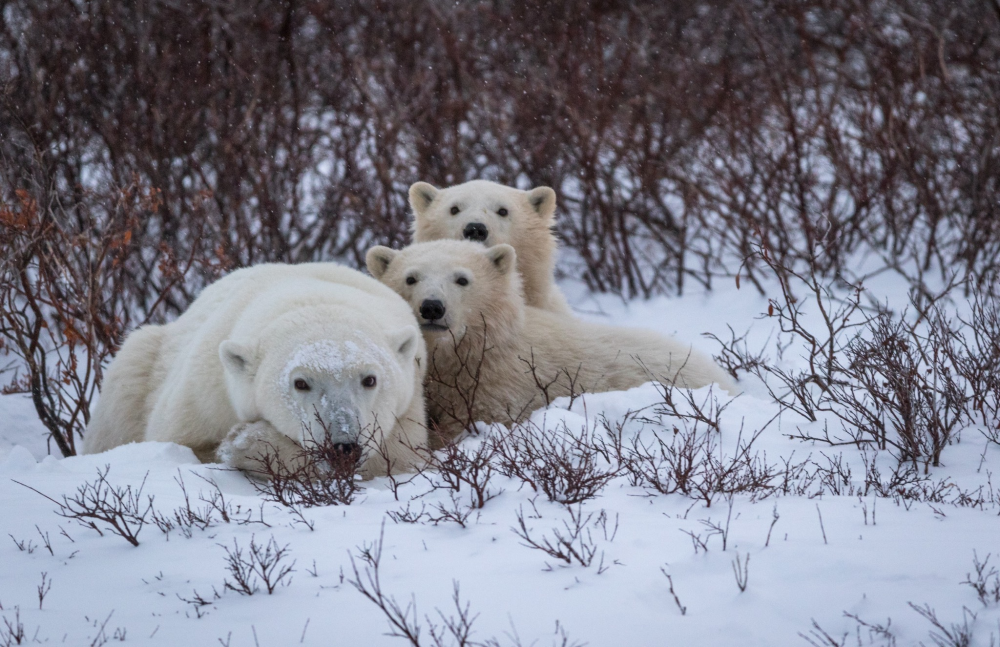 A mother polar bear resting with two cubs in the snow.