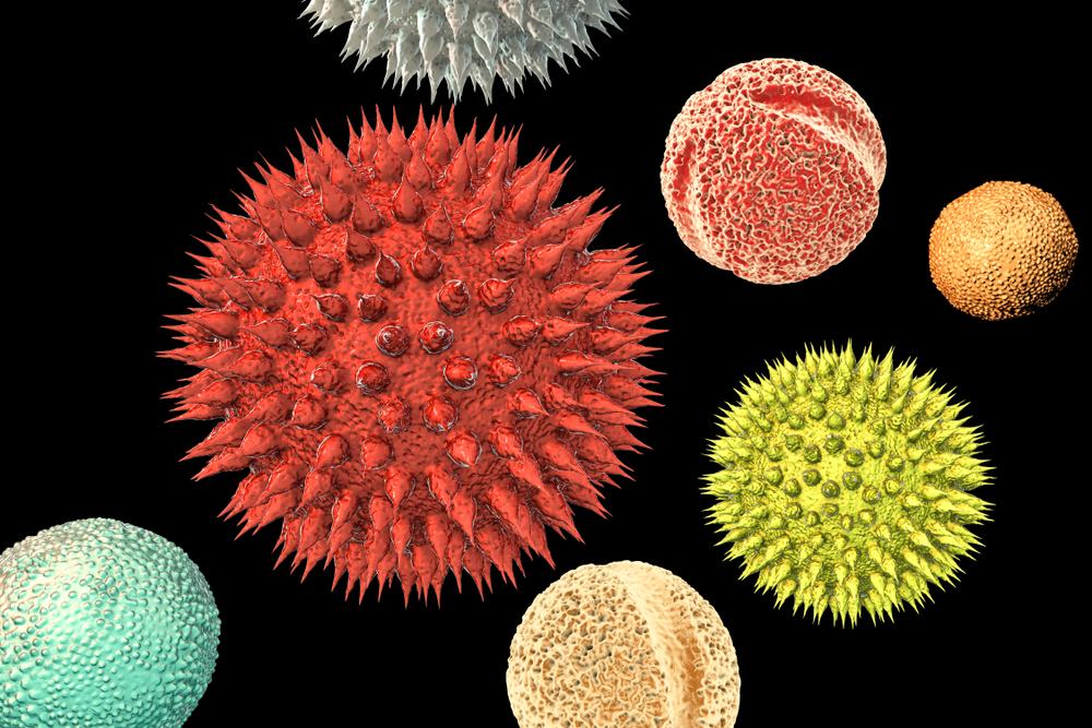 Pollen grains from different plants, 3D illustration.