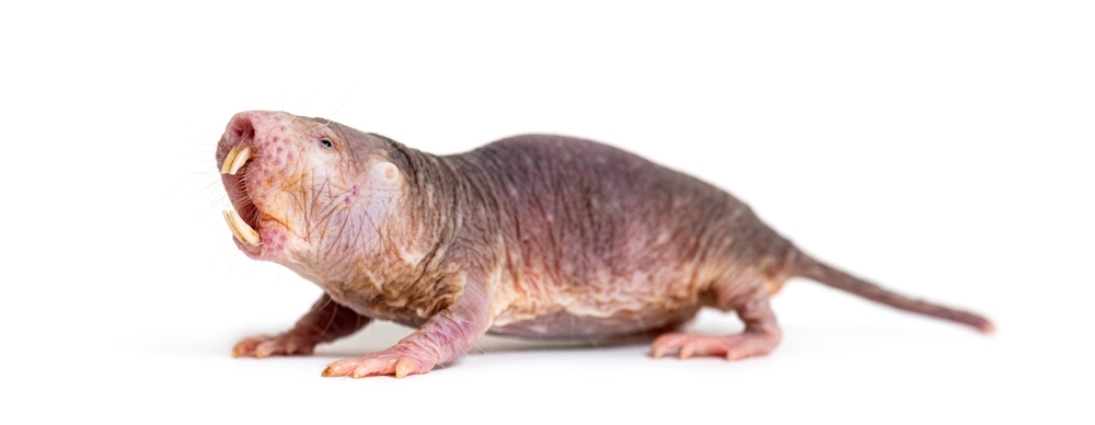 A naked male rat on a white background.