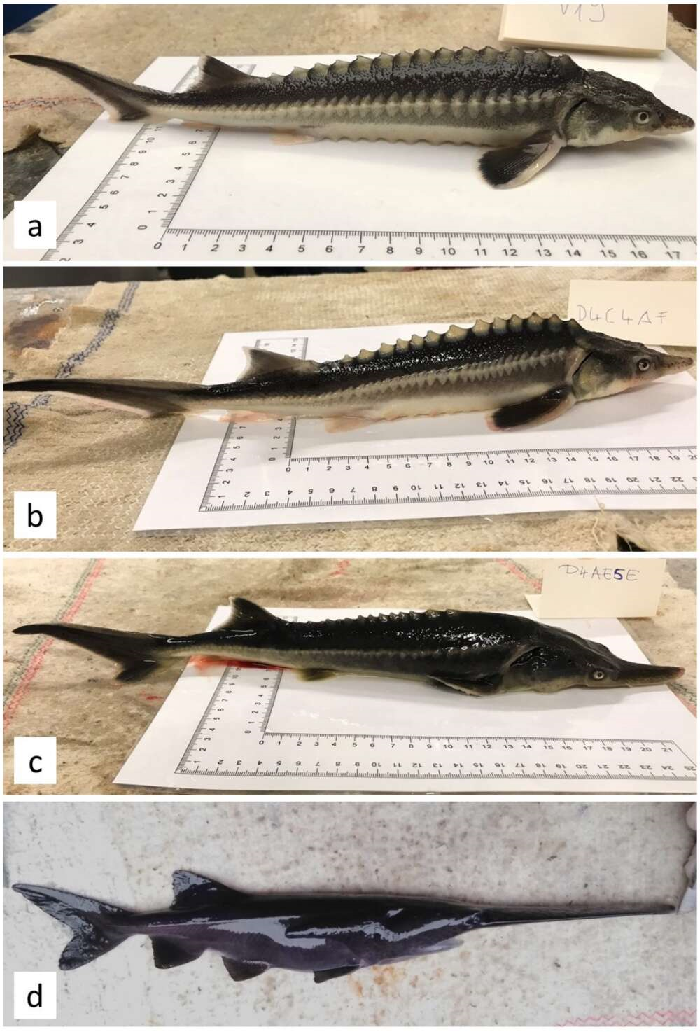 the young of sturgeon and paddlefish compared to their hybrids