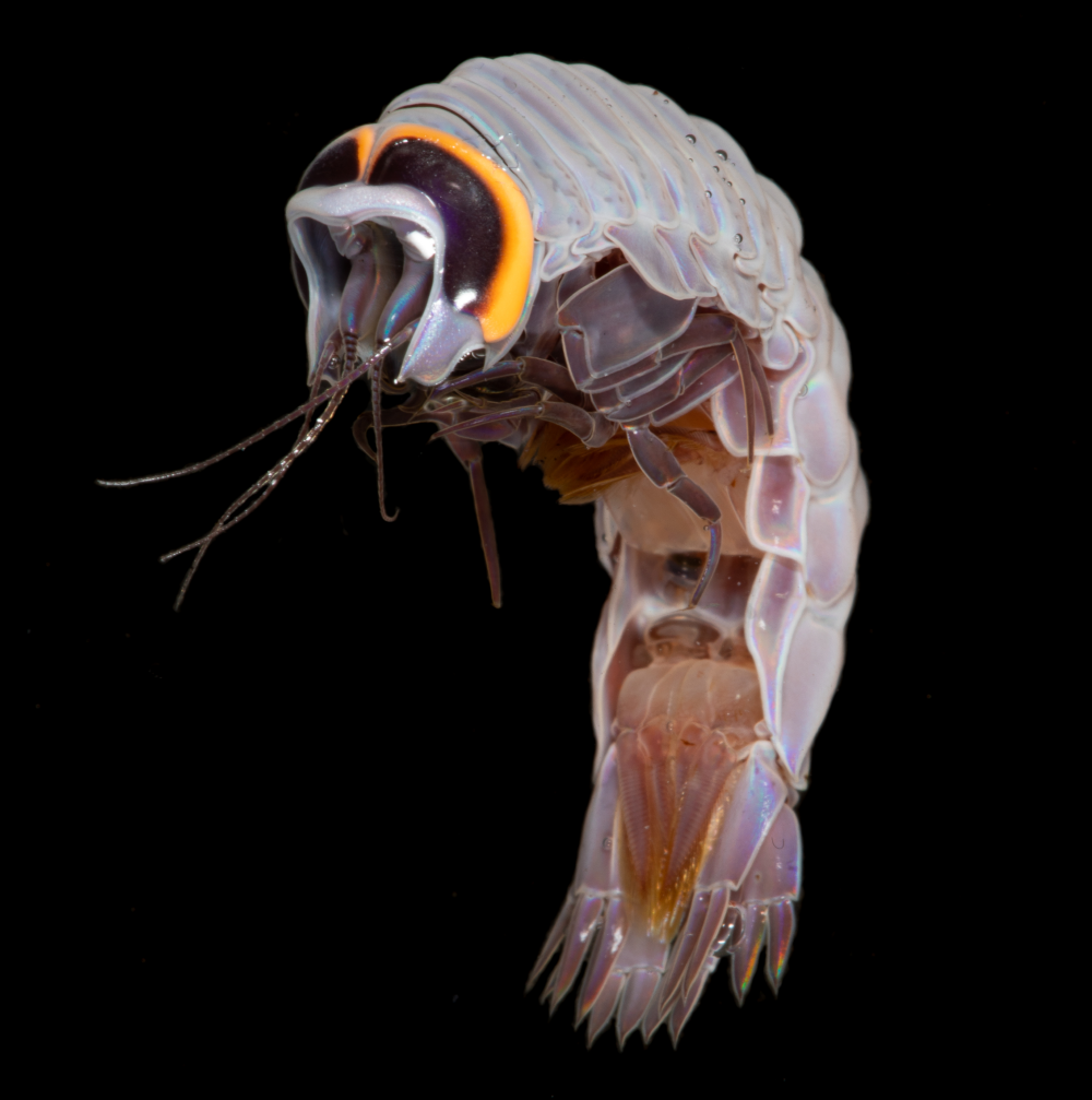 a glittering hyperiid amphipod in the twilight zone, looking like a fancy shrimp a glittering hyperiid amphipod in the twilight zone, looking like a fancy shrimp