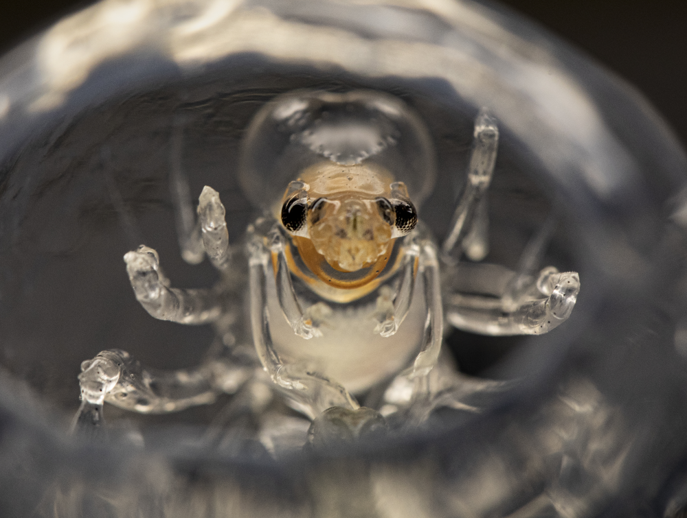 a phronima parasite inside the hollowed body of its salp victim a phronima parasite inside the hollowed body of its salp victim
