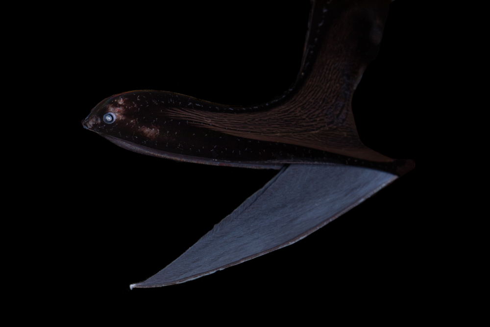 a jet-black gulper eels with a huge gaping mouth a jet-black gulper eels with a huge gaping mouth