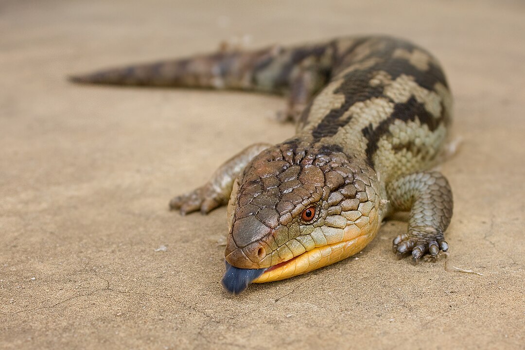 flat brown and grey lizard with red eyes. Its mouth is partly open showing a odd blue colored tongue.