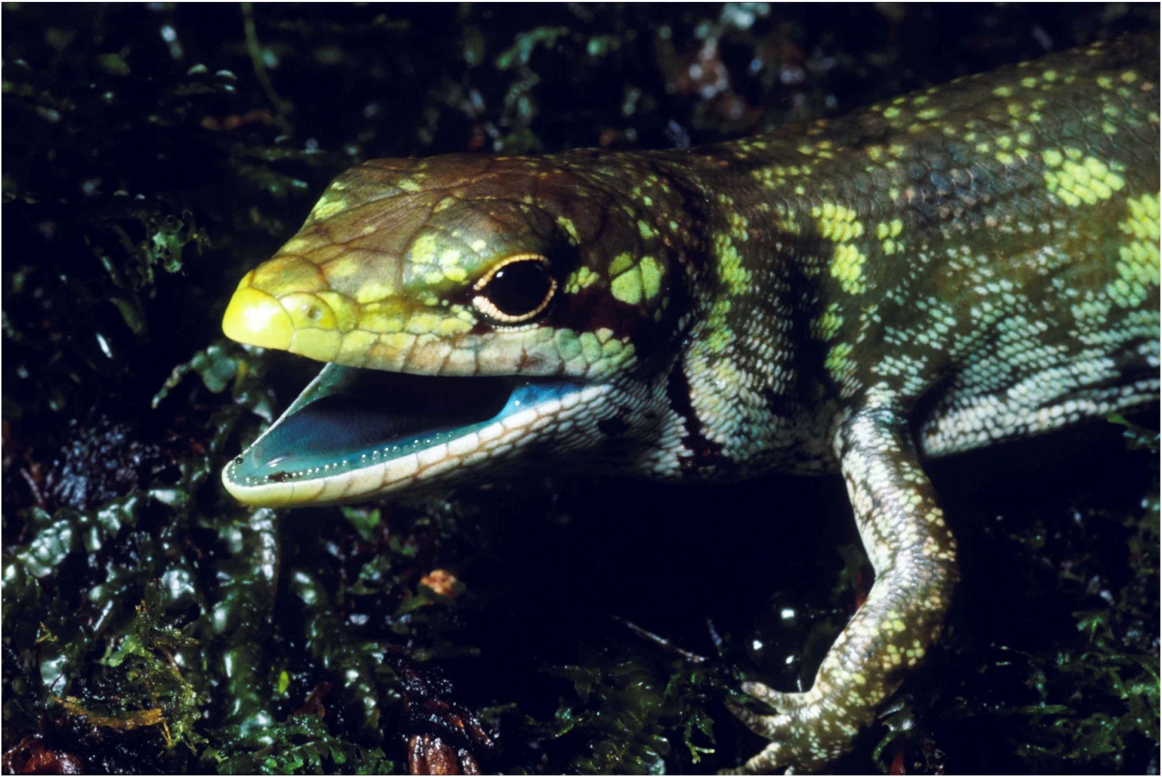 Green and yellow lizard with its mouth open showing green tongue and inner mouth. 