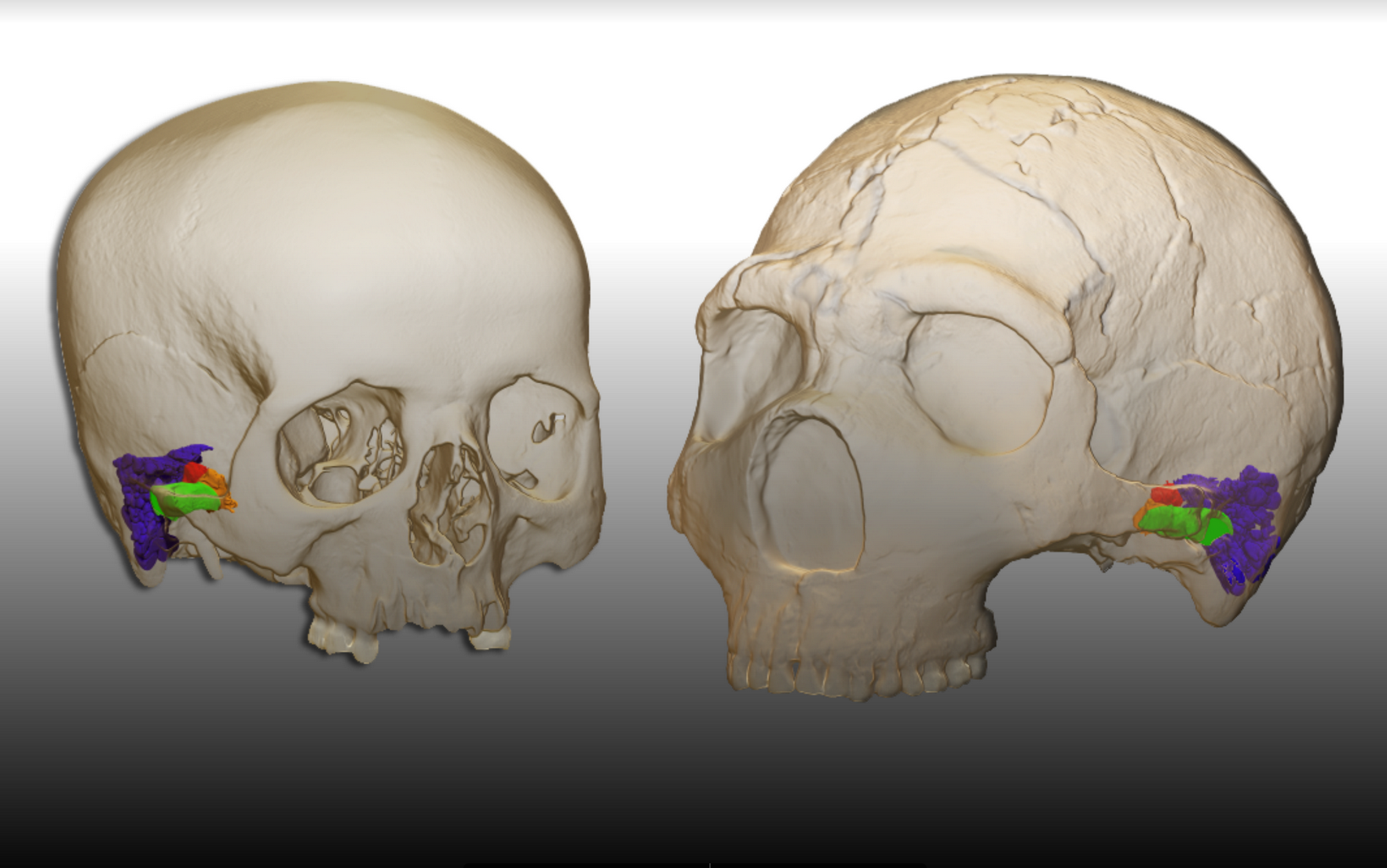 3D model reconstruction of the ear in a modern human (left) and the ear of a Neanderthal (right). The image shows color regions which are similar in both species.