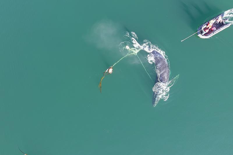 Whale tangled in fishing line being approached by a small boat. A long white pole comes out of the front of the boat to cut the line.