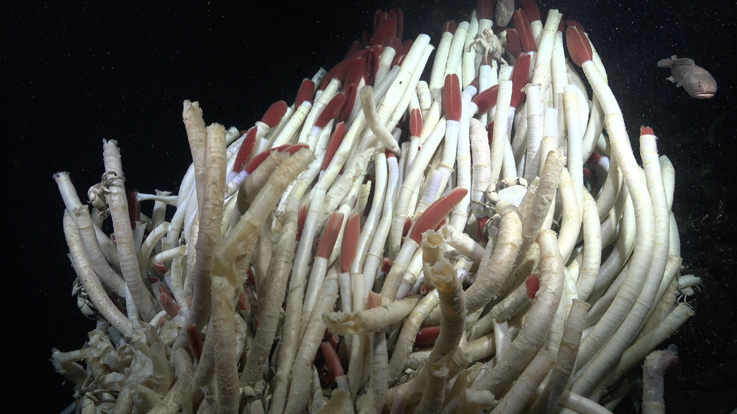 Cluster of giant tube worms off the Western Galápagos