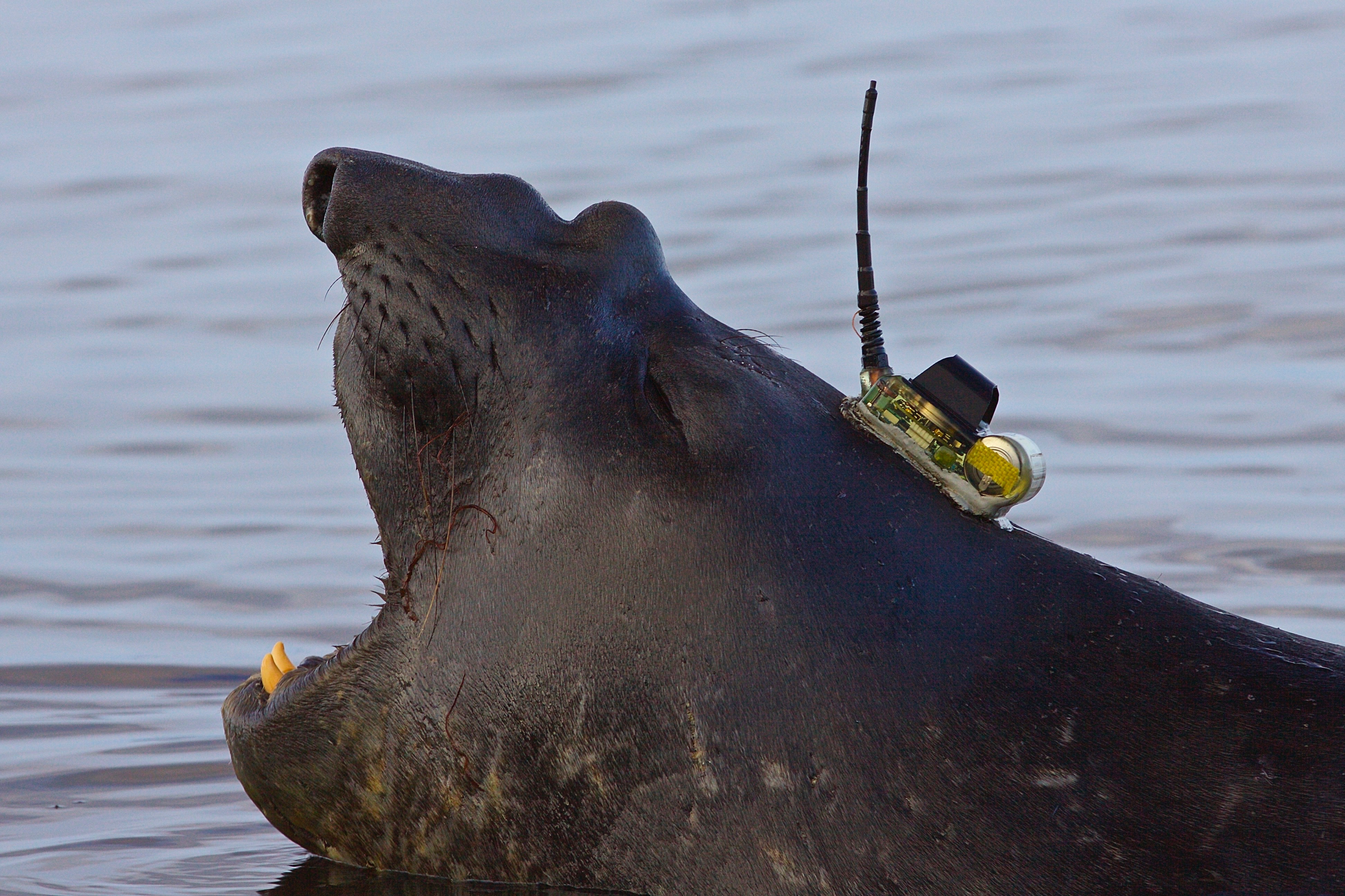 Elephant seal yawning with device on the back of it's head. The surrounding is the surface of the water.