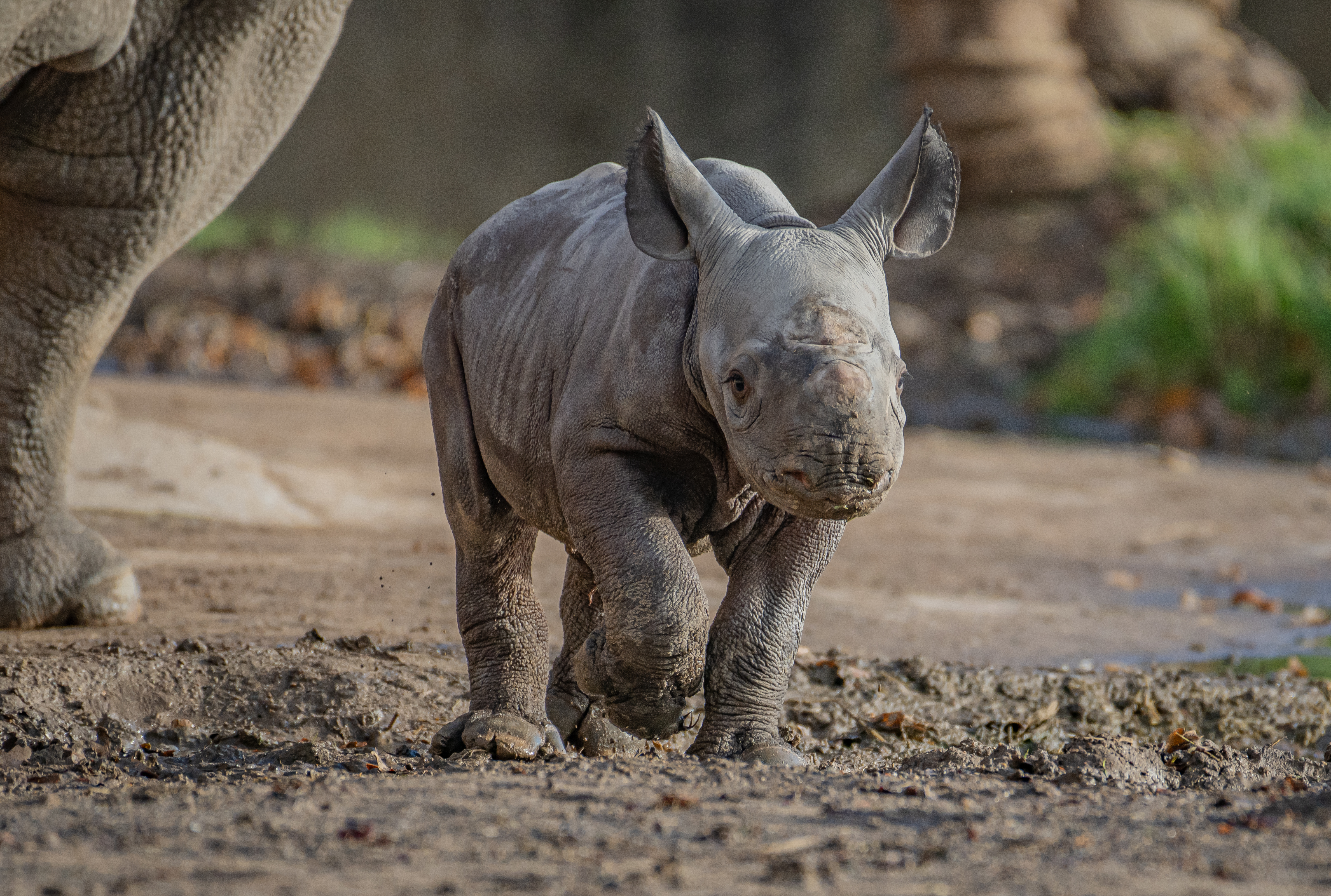 Small rhino calf with big ears explores outside on muddy ground