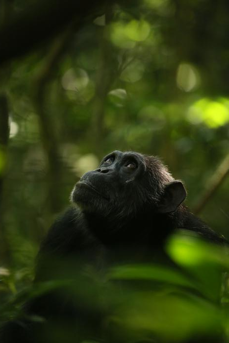 Old age isn't so bad when you consider the alternative, post menopausal chimp Leonora may be thinking Old age isn't so bad when you consider the alternative, post menopausal chimp Leonora may be thinking