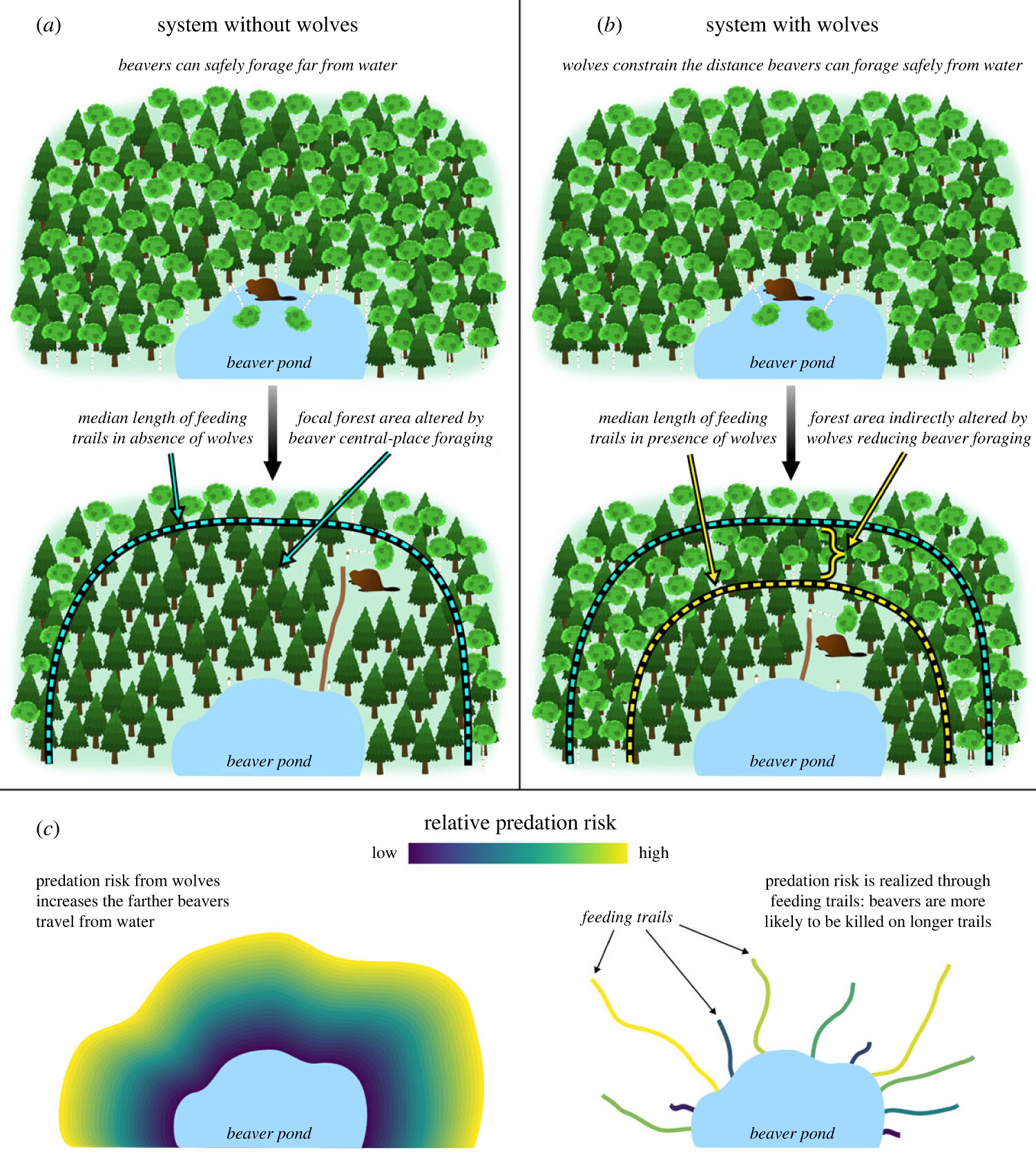 Two diagrams side by side showing how wolves affect the feeding distance of beavers from the water and that it is less with ecosytem with wolves present. At the bottom is a relative predation risk diagram showing the risk is greater the further beavers travel in different colors.