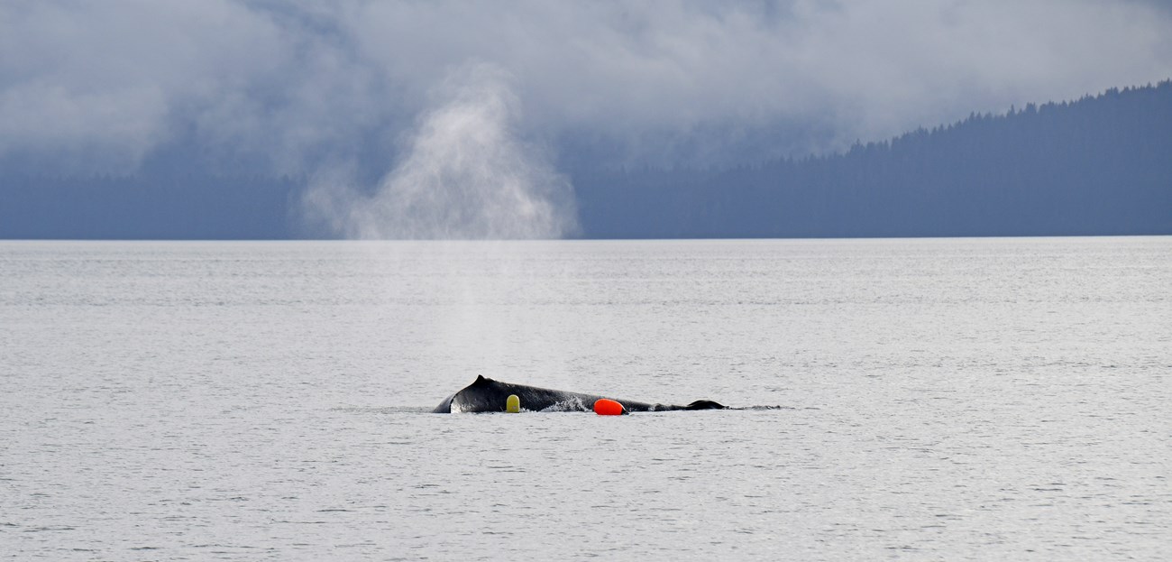 Whale with buoys only the top of the back and the bright yellow and orange buoys are visible