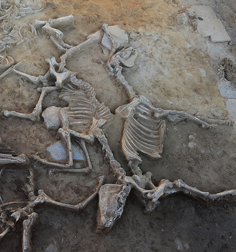 A pair of skeleton horses buried at an Iron Age site in Spain