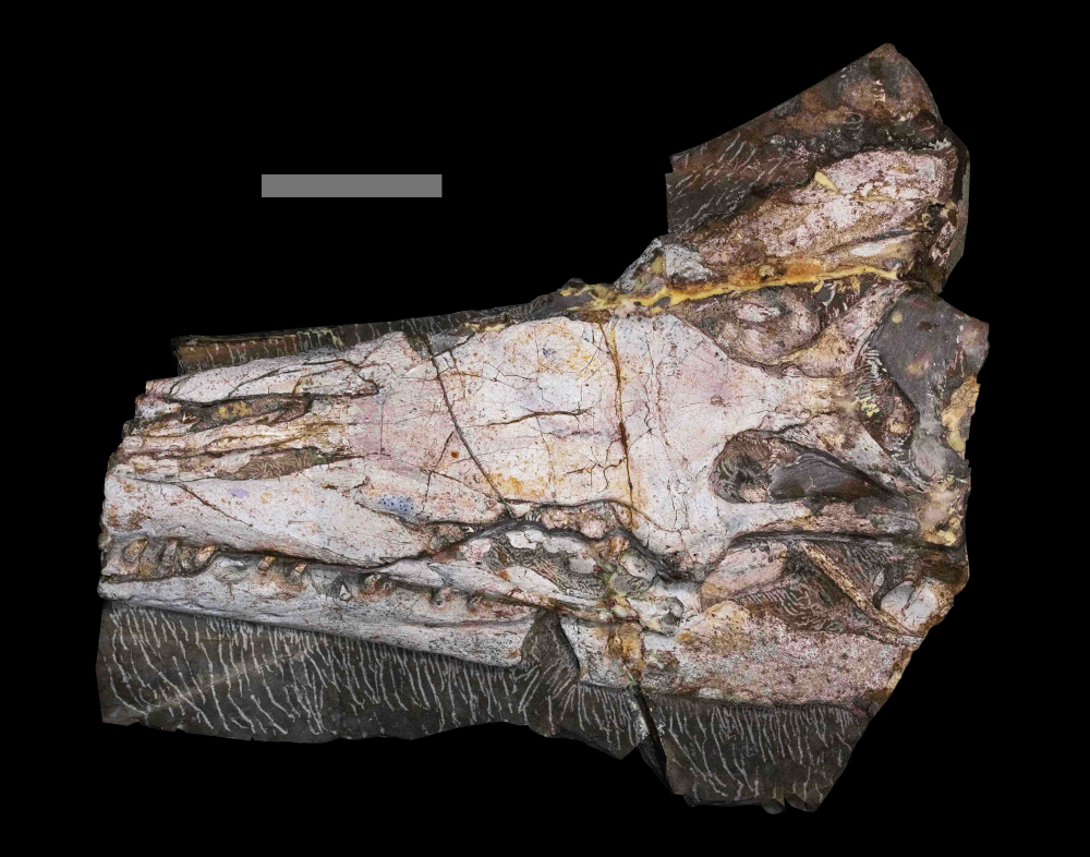 Yaguarasaurus regiomontanus fossil skull