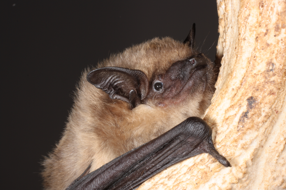 a serotine bat on wood