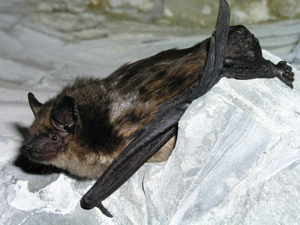 a serotine bat on stone