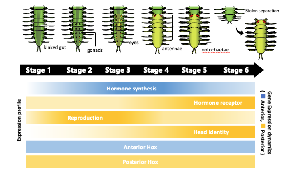 the process of stolonization